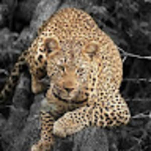 Meet your Posher, Stanton joseph